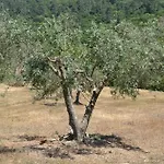 Quinta Dos Medronheiros *