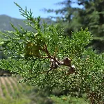 Quinta Dos Medronheiros Azeitão