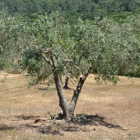 Quinta Dos Medronheiros *