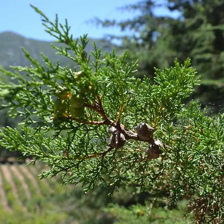 Quinta Dos Medronheiros Azeitão