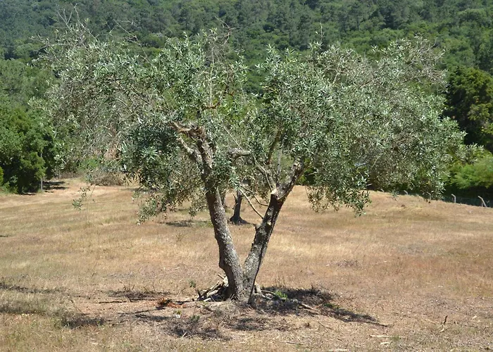 Quinta Dos Medronheiros *