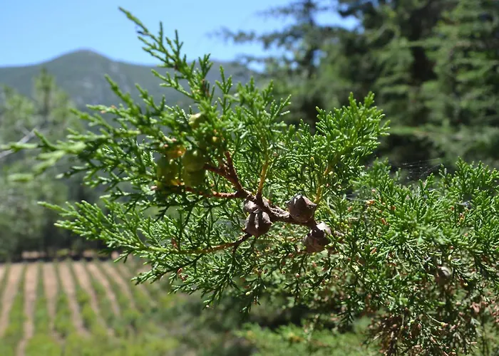 Quinta Dos Medronheiros Azeitao